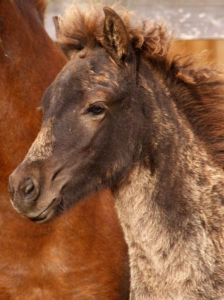 Saedis von Heidmoor b.jpg